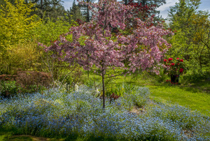 Barbra’s Botanical Menagerie